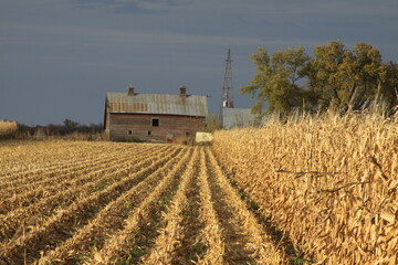 Rows of harvested and non harvested corn field leads your eye into an old wood barn with a windmill tower in a rural farm yard.