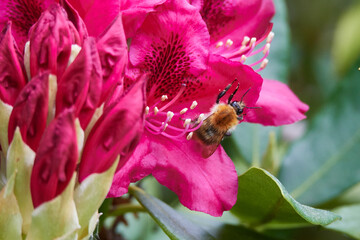 Ackerhummel (Bombus pascuorum) am Rhododendron © Karin Jähne