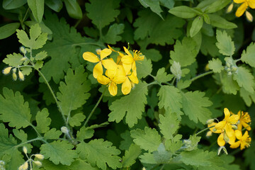 Blüte des Schöllkraut (Chelidonium majus)	
