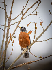 american robin on a branch