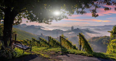 Wonderful fairy tale nature scenery of Austria. View on vineyard and old winery house during morning fog under sunlight. Vineyards and countryside landscape in Gamlitz. Rich harvest concept - 565085197