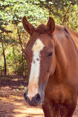 Fototapeta premium cavalo marrom com mancha na cara de perto
