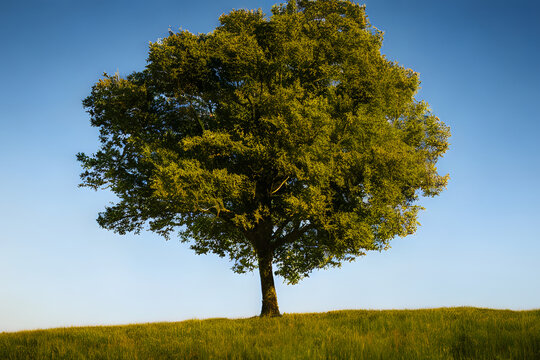 Realistic illustration of a tree on a hill or field, Generative AI