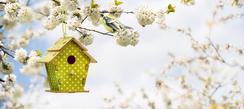 young bird titmouse in a flowering tree in spring with hanging birdhouse decoration