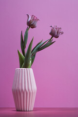 two pink and purple tulips in a vase on magenta background, spring flowers for women,
