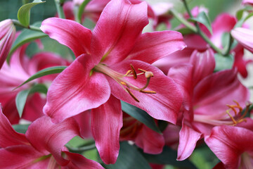 Bunch of fragrant Stargazer pink Asiatic Lily flower in bloom. Lily flowers greeting card background
. Close up of pink Stargazer Lilies and green foliage. Lilium flower in garden. Valentine's Day