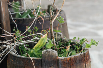 herbs in a wooden box