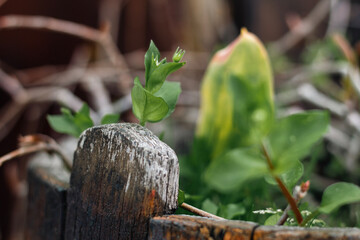 Plants in a wooden pot