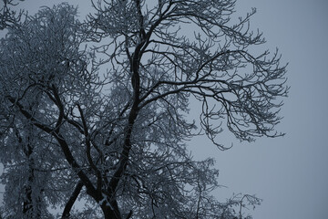 Frost tree branches, rime ice snow forest, fog. Winter rural landscape