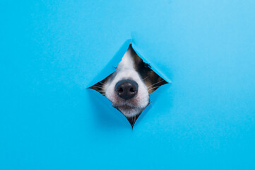 Funny dog muzzle from a hole in a paper blue background. Copy space. 