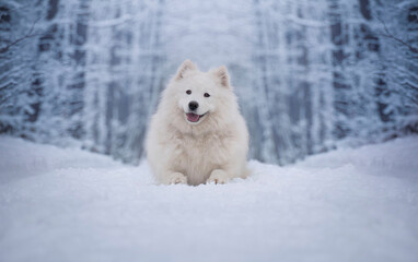Obraz premium Samoyed female. A dog lying in a snowy landscape.