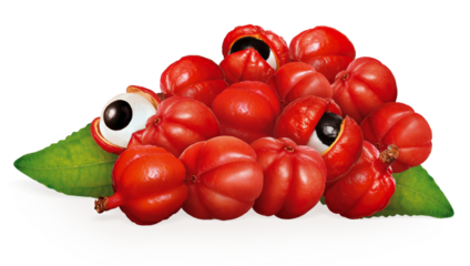 fruta guaraná - fruta exótica brasileira