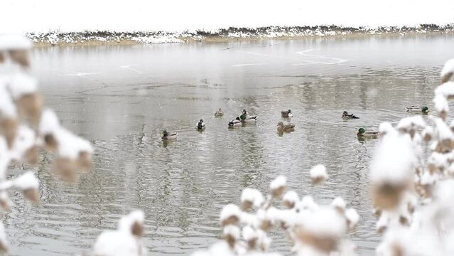Video clip of ducks swimming in frozen winter lake with snow falling