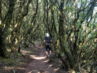 Man hiker at footpath at laurisilva forest at Park rural de Teno mountains, Tenerife, Canary Islands. Mysterious fairytale magical nature scenery with Erica arborea trees, moss, ferns and green leaves