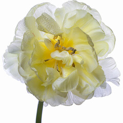 Yellow terry tulip closeup isolated on white background, spring festival.