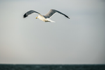 Möwe im Flug