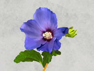 Ilustracja kwiat hibiskus na jasnym tle © Monika