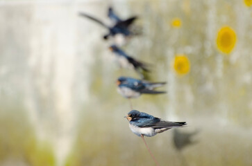 swallow on a branch