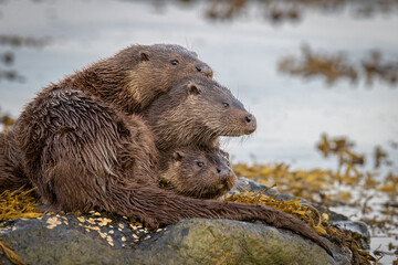 Otter Trio Stack