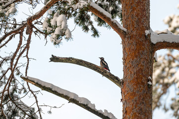 Great spotted woodpecker in winter scenes