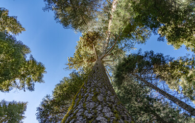 Treetops in Yosemite NP