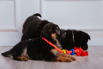 three brown and black german shepherd puppies play with animal toys. Favorite pets.
