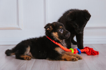 three brown and black german shepherd puppies play with animal toys. Favorite pets.