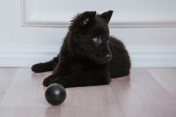 black German Shepherd puppy sits on a white background. Favorite pets.