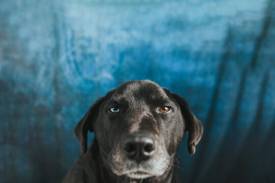 A grumpy dog poses for a photo