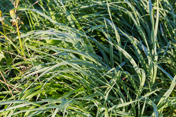 High grass covered with morning dew in springtime