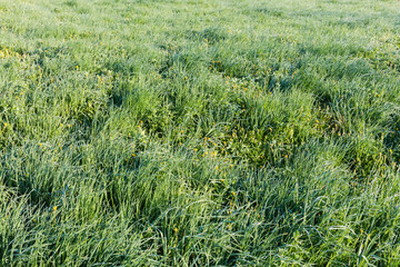 Meadow with high grass covered with morning dew in springtime