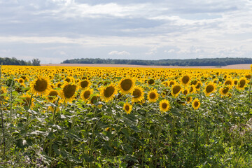 Fototapeta premium Sunflower field against the cloudy sky and distant forest