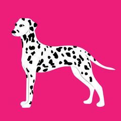 Black white dalmatin dog illustration.