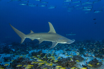 Young hammerhead shark in deep water