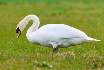 Mute swan on a field (Cygnus olor)