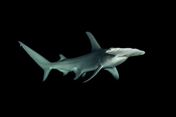 Great hammerhead shark in night dive - obrazy, fototapety, plakaty