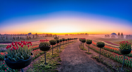 Bright tulips at dawn, a blooming field covered with flowers to the horizon.