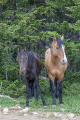 Wild horses in summer in the Pryor Mountains Montana