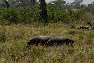 Hippopotami Grazing in Tanzania