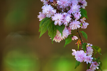 Fresh bright sakura flowers on a defocused background.