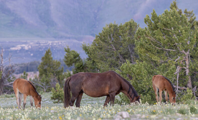 Wild horses in summer in the Pryor Mountains Montana