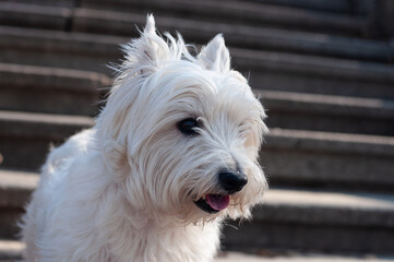 West Highland White Terrier (Westie) at walk in spring Mariinskyi park, Kyiv, Ukraine