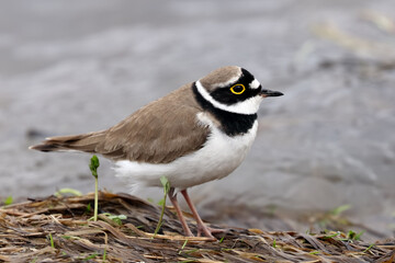 Little Ringed Plover