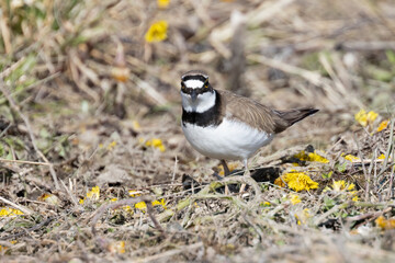 Little Ringed Plover