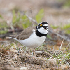 Obraz premium Little Ringed Plover