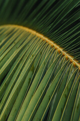 Natural tropical texture background of palm leaf
