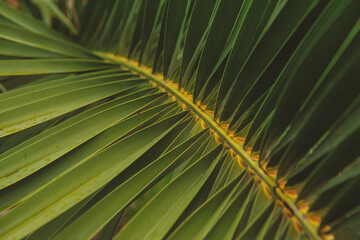 Fototapeta premium Natural tropical texture background of palm leaf