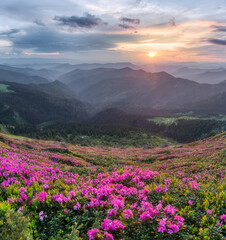 Fototapeta na wymiar Sunrise with orange sky. The lawns are covered by pink rhododendron flowers. High mountain. Spring morning. Wallpaper background. Panoramic view. Location Carpathian mountain, Ukraine, Europe.