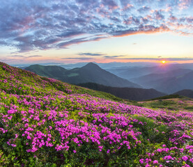Fototapeta na wymiar Sunrise. Rhododendron flowers blooming on the high mountain. Spring morning. Wallpaper background. Panoramic view. Sun rays enlighten the meadow.
