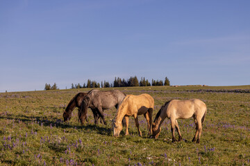 Fototapeta na wymiar Wild horses in summer in the Pryor Mountains Montana